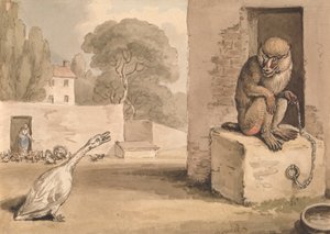 Eine Gans und ein Pavian von Samuel Howitt
