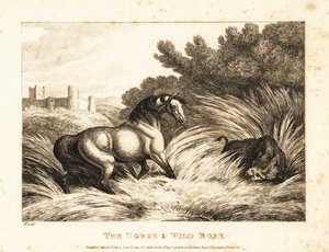 Ein Pferd und ein Wildschwein stehen sich auf einer Weide gegenüber. 1811 (Radierung) von Samuel Howitt