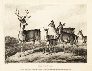 Ein Hirsch mit Hirschkühen und Kälbern. Hirsch und Kalb. 1811 (Radierung) von Samuel Howitt