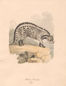 Afrikanische Zibetkatze von Samuel Howitt