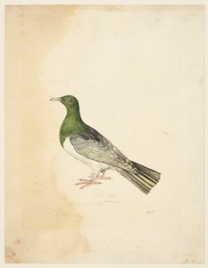 Vogel - Columba, ca. 1765-22 von Samuel Howitt