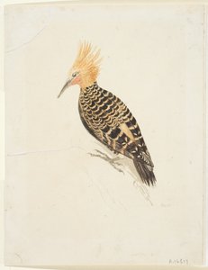 Vogel, ca. 1765-22 von Samuel Howitt