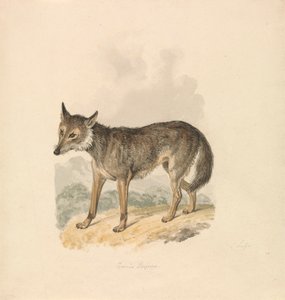 Canis Lupus, oder Grauer Wolf