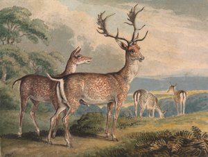 Hirsch, Hirschkuh und Rehkitze von Samuel Howitt