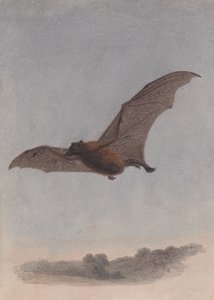 Studie einer Vampirfledermaus von Samuel Howitt