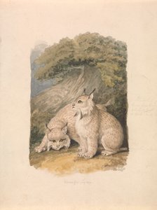 Der Kanada-Luchs aus dem Leben