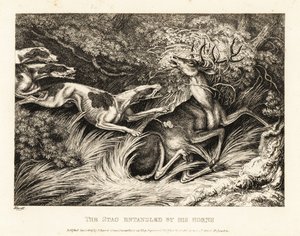 Drei Hunde greifen einen Hirsch an, der mit seinen Geweihen gefangen ist. 1811 von Samuel Howitt