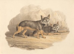 Zwei Hyänen