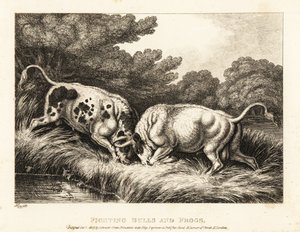 Zwei Stiere verhaken ihre Hörner in der Nähe eines Teichs voller Frösche. 1811 (Radierung) von Samuel Howitt