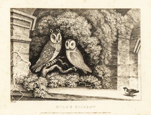 Zwei Eulen und ein Spatz. 1811 (Radierung)