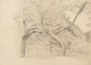 Dickicht von Bäumen im Laub, 1884 von Samuel Isham