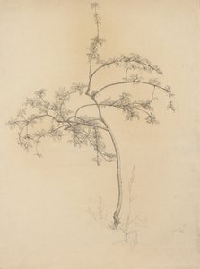 Blühender Baum, 1884 von Samuel Isham