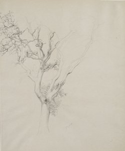 Baumstudie, 1884 von Samuel Isham