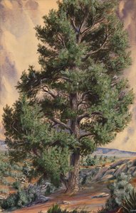 Kiefer, n.d. von Sandow
