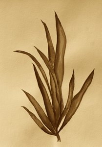 Sepia Botanische Studie