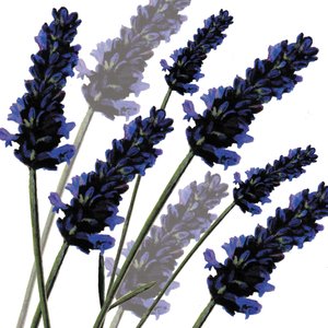 Süßer Lavendel, 2004