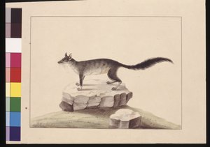 Seite 10. Tapoa Tafa. Jetzt bekannt als Brush-tailed Phascogale, ca. 1789-90