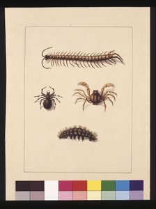 Seite 11. Insekten von New South Wales. Jetzt bekannt als Gemeiner Tausendfüßler, Spinnengattung Isopeda, Soldatenkrabbe, Raupe, ca. 1789-90 von Sarah Stone