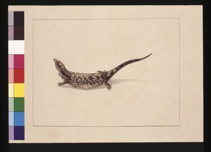 Seite 12. Der Skinkartige, oder Skink-Form Eidechse. Jetzt bekannt als Blauzungenskink, um 1789-90