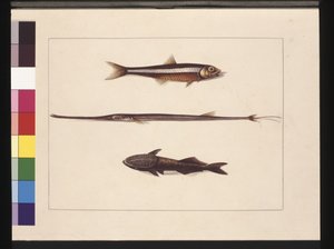 Seite 13. Atherine, Tabak, Pfeifenfisch, Remorafisch. Jetzt bekannt als Anchovis, Flötenmaul und Saugfisch, ca. 1789-90 von Sarah Stone