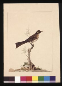 Seite 14. Gelbohr-Fänger. Jetzt bekannt als Yellow-faced Honeyeater, ca. 1789-90 von Sarah Stone