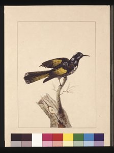 Seite 19. New Holland Creeper. Jetzt bekannt als New Holland Honigfresser, um 1789-90 von Sarah Stone