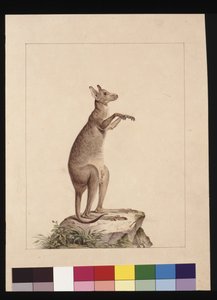 Seite 22. Ein Känguru. Jetzt bekannt als Känguru. Möglicherweise von Charles Catton Junr, um 1789-90