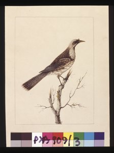 Seite 3. Knopf, Fronted Bee Eater: Signiert l.c. Sarah Smith. Jetzt bekannt als Friar Bird, um 1789-90 von Sarah Stone