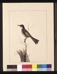 Seite 5. New Holland Creeper. Jetzt bekannt als Weißwangen-Honigfresser, ca. 1789-90 von Sarah Stone