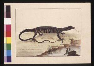Seite 6. Bunter Eidechse. Jetzt bekannt als Goanna, um 1789-90 von Sarah Stone