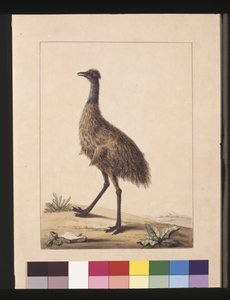 Seite 7. New Holland Kasuar. Jetzt bekannt als ein Emu, ca. 1789-90 von Sarah Stone