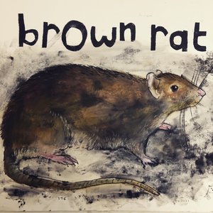 Braune Ratte