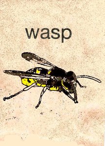Wespe, 2014 von Sarah Thompson Engels