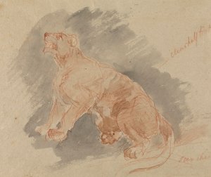 Studie eines Tigers