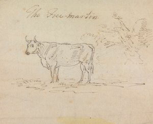Der Freimartin von Sawrey Gilpin