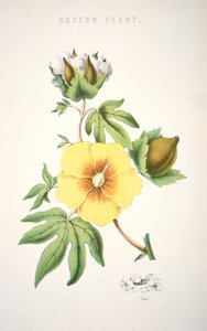 Eine Baumwollpflanze (Farblithografie)