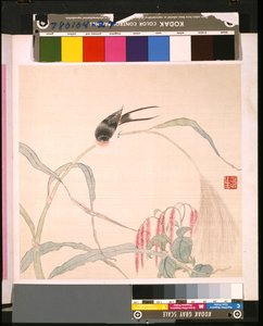 Album von Blumen und Vögeln