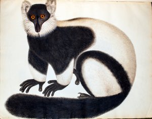 Schwarz-weißer Vari, aus der 