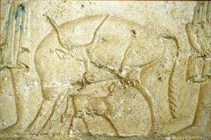 Altes Ägypten, Wandrelief/-malerei, Grab des Petosiris, Tuna Gabel, Tuna el Gebel, 300 v. Chr., Ein Kalb versucht zu säugen von School Egyptian