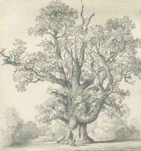 Needwood - Swilcar Oak: Bleistiftzeichnung, nd [?19. Jahrhundert]
