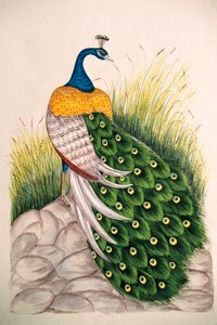 Miniaturmalerei auf Seide Pfau von School Indian