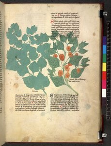 Egerton 747 Tractatus de herbis (Kräuterbuch) ca. 1280-1310 von School Italian