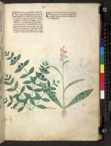 Egerton 747 Tractatus de herbis (Kräuterbuch) ca. 1280-1310 von School Italian