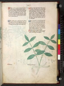 Egerton 747 Tractatus de herbis (Kräuterbuch) ca. 1280-1310 von School Italian