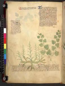 Egerton 747 Tractatus de herbis (Kräuterbuch) ca. 1280-1310