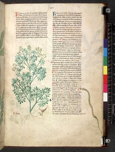 Tractatus de herbis (Kräuterbuch) ca. 1280-1310 von School Italian