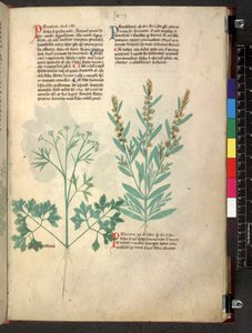 Egerton 747 Tractatus de herbis (Herbal) c.1280-1310
