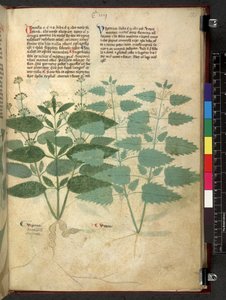 Egerton 747 Tractatus de herbis (Herbal) c.1280-1310