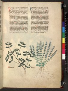 Tractatus de herbis (Kräuterbuch) ca. 1280-1310