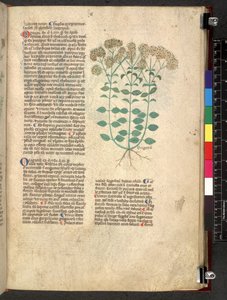 Egerton 747 Tractatus de herbis (Herbal) c.1280-1310 von School Italian